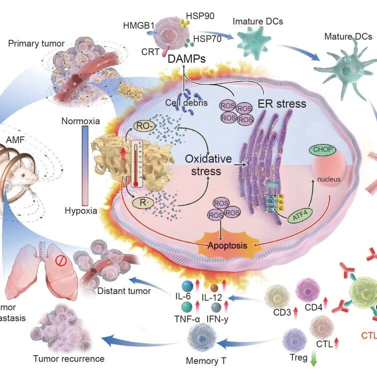 重医曹友德/梁冰团队 Materials Today Bio：基于液固转化多功能植入物的磁热动力免疫治疗策略增强抗三阴乳腺癌疗效(范围,bio