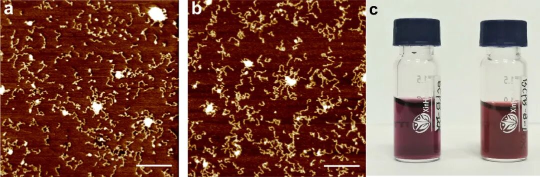 南京大学蒋锡群/武伟团队JACS：苯硼酸修饰可显著增强蠕虫状聚合物分子刷前药的溶酶体逃逸和抗肿瘤性能的图3