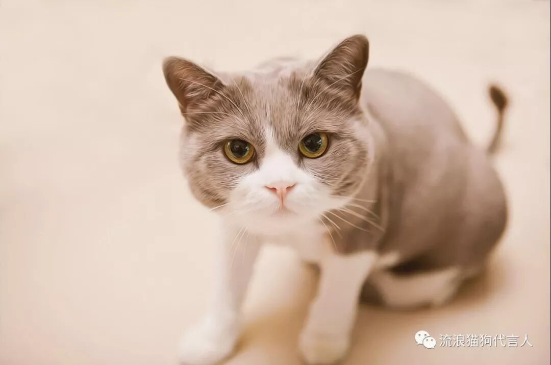 爱猫吃不下饭的三大原因 这么做 能让它食欲大开 流浪猫狗代言人 微信公众号文章阅读 Wemp