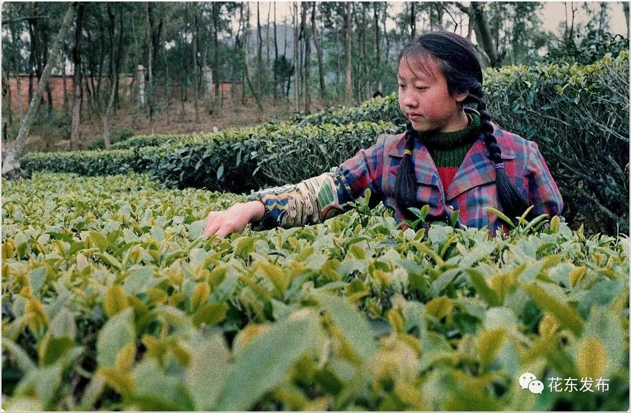 投票 为你心目中的 最具花东味道的十大老照片 投上一票吧 人人有机会获奖哦 自由微信 Freewechat