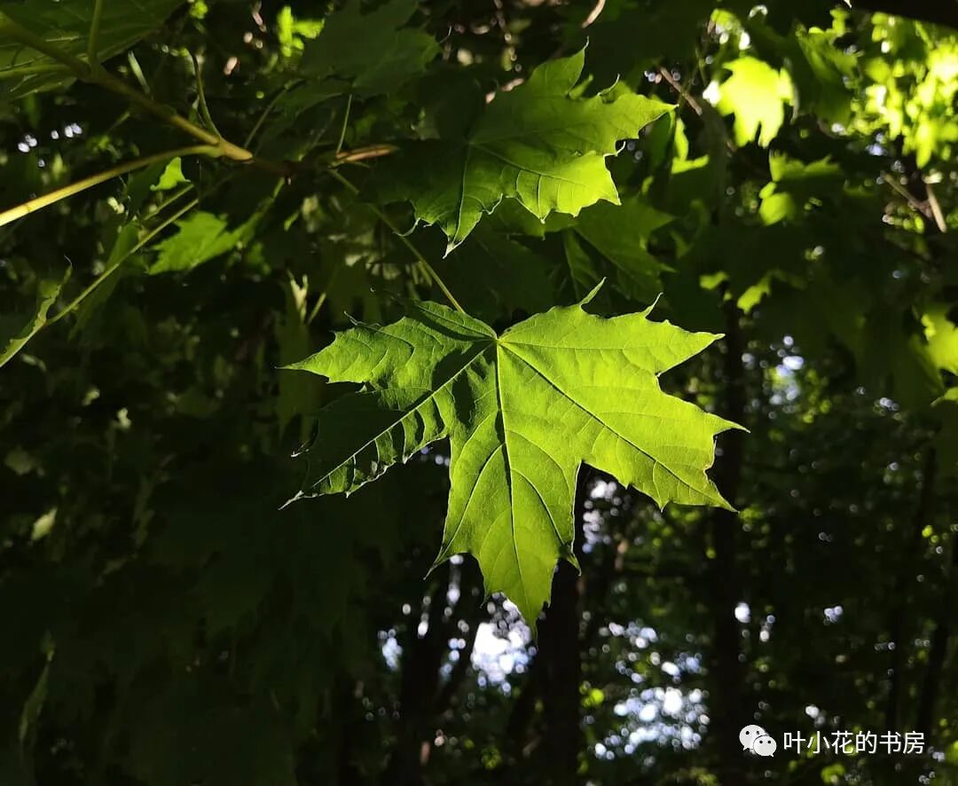“那个暑假我知道了要拓展自己的边界，不只是追求一个4.0的GPA” | 即将毕业的100个人 003 蘑菇