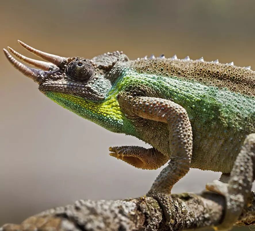浅谈国内几种常见变色龙的饲养_宠物百科_星娱园