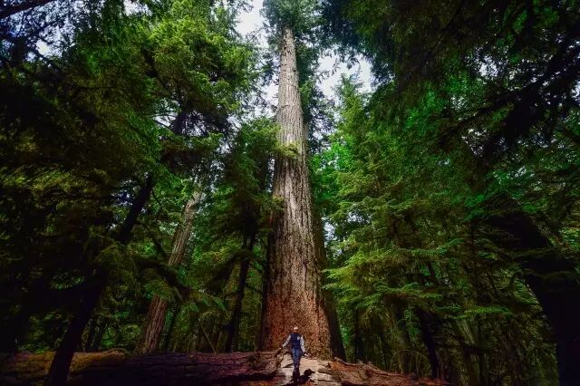 森林之冠真正的参天巨树,这是一棵道格拉斯杉