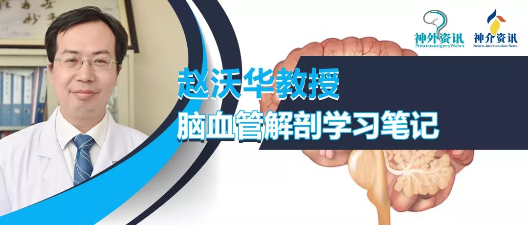 动脉鞘怎么画脑血管解剖学习笔记第29期：颈动脉鞘_https://www.jmylbn.com_新闻资讯_第1张