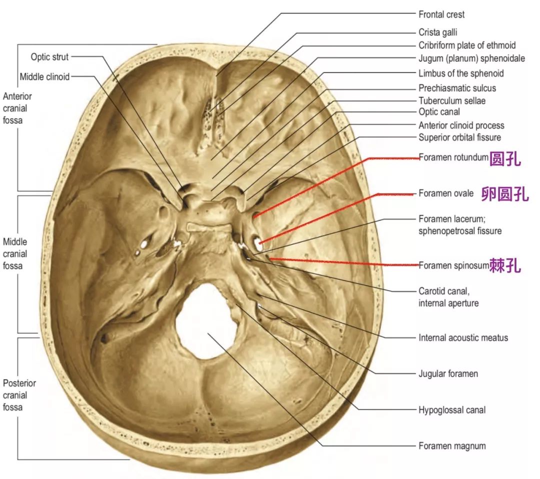 脑血管解剖学习笔记第2期:棘孔的解剖