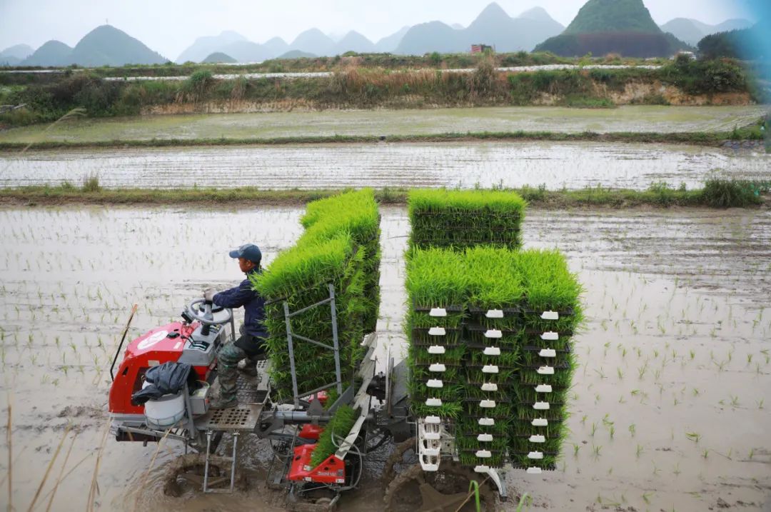 长顺县广顺镇机械化插秧正当时 按下农业生产加速键