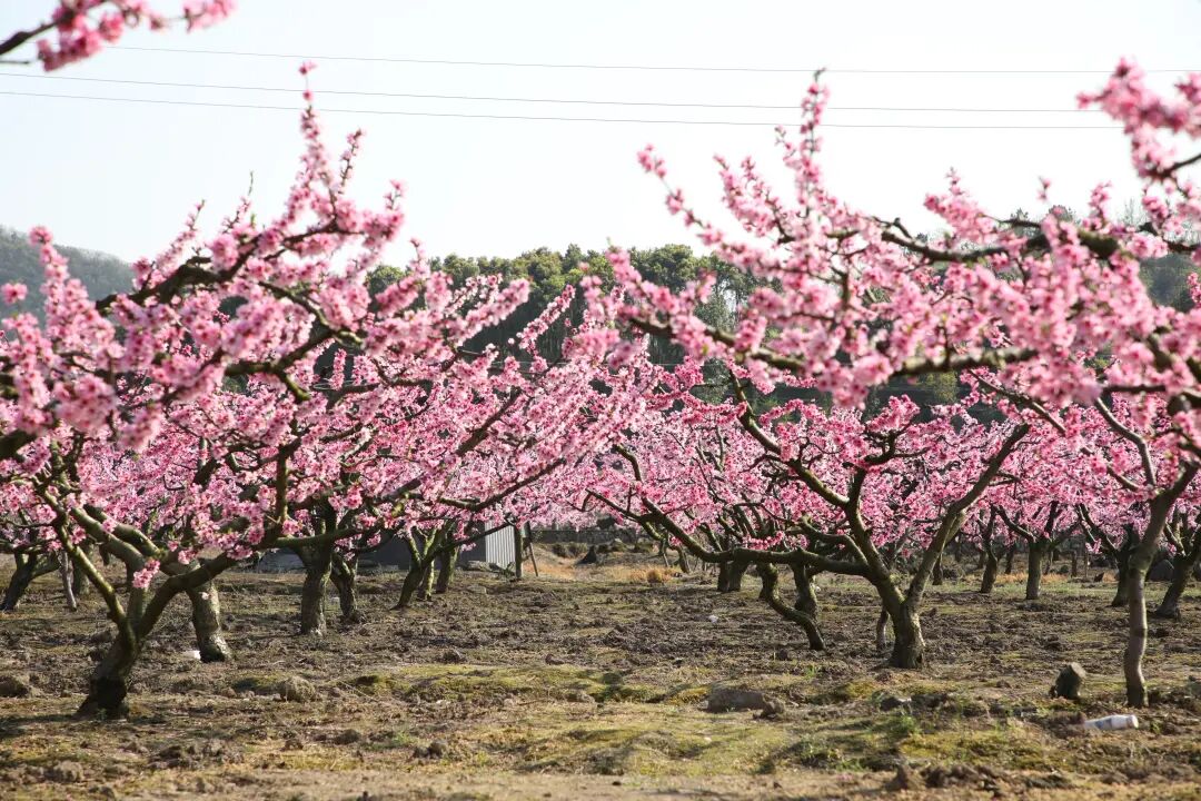 到广顺广农桃园解锁春日限定浪漫