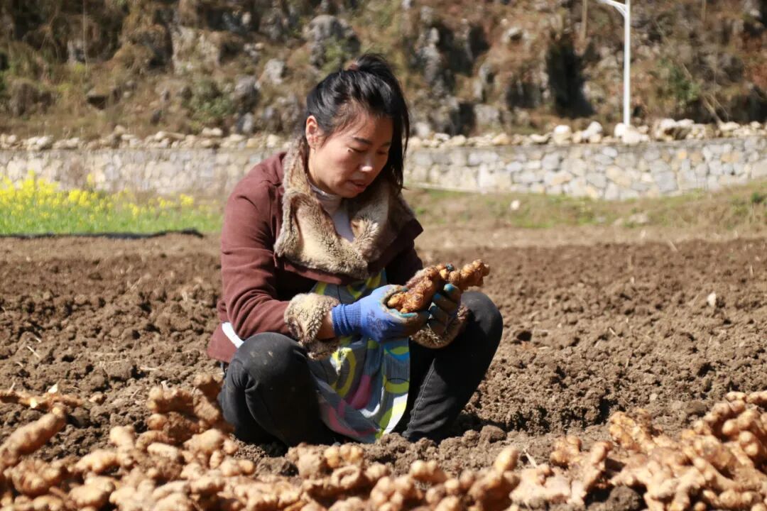 黄家明正带领果农给已经开花的蜂糖李打保花保果农药