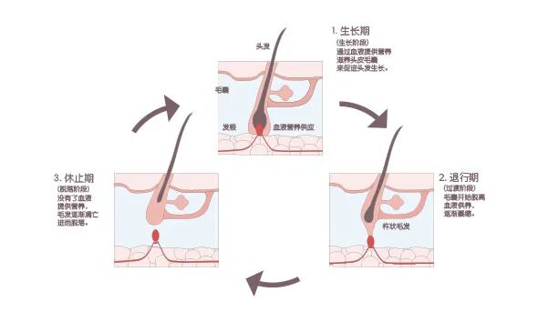 防脱发项目招募