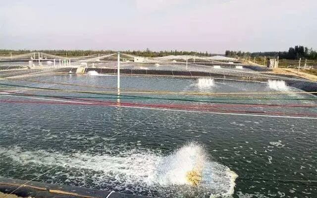 虾池水温低怎么办?虾塘水温低于18度要做些什么措施