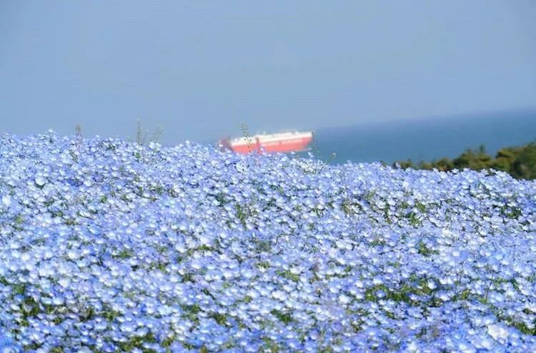 又挖出了個日本絕美縣城，一直到5月都有花海大片，國內3h直達遊客卻少得可憐 旅遊 第14張