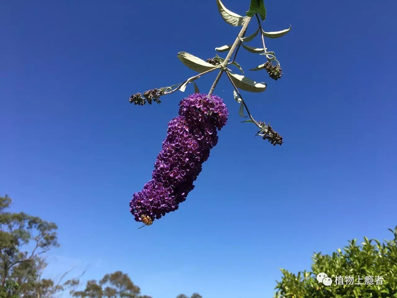 大叶醉鱼草春日陌上蓦然掉进了蜂糖罐