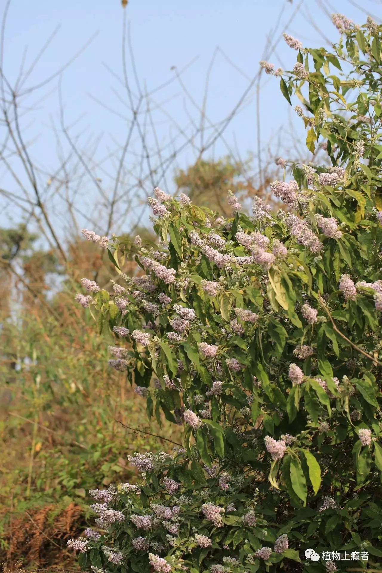 大葉醉魚草春日陌上驀然掉進了蜂糖罐