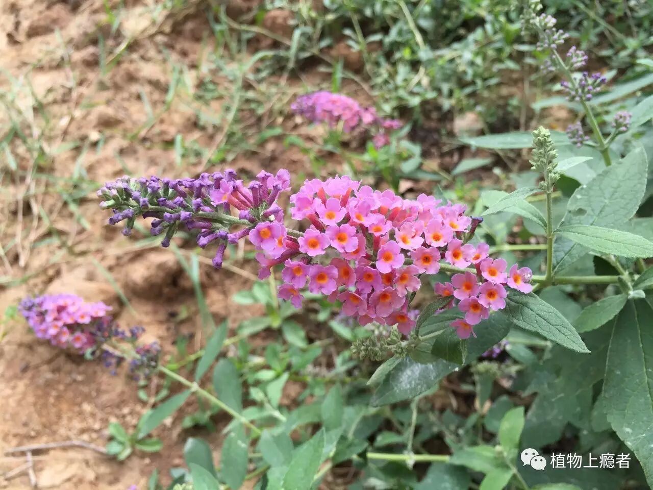 大叶醉鱼草春日陌上蓦然掉进了蜂糖罐