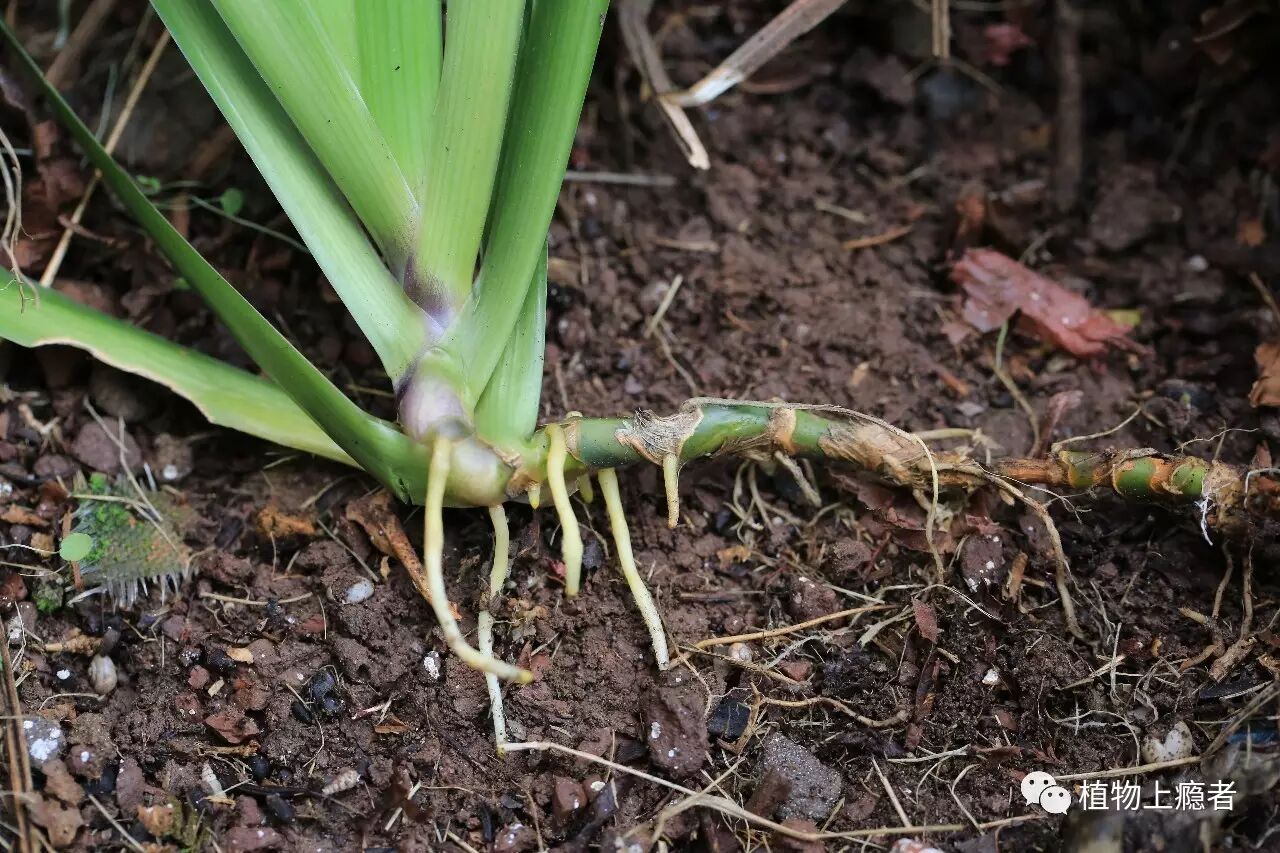 根状茎发达;叶全部基生