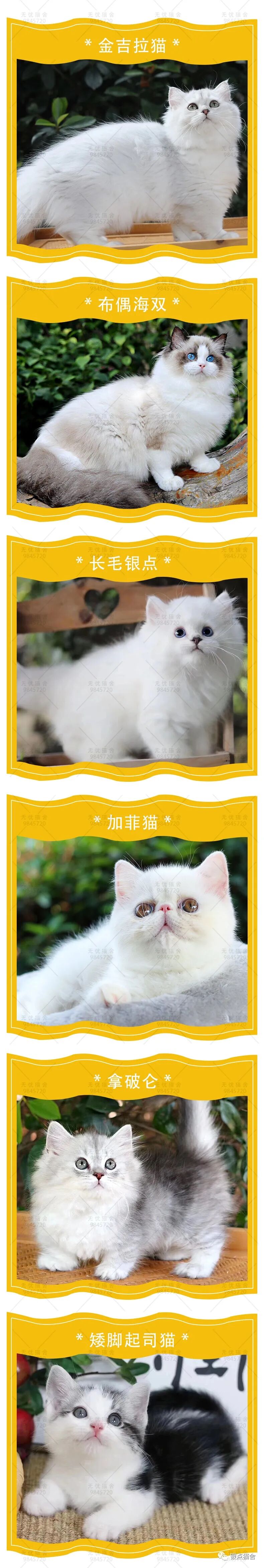 Tlc官网 长毛布偶猫多少钱一只