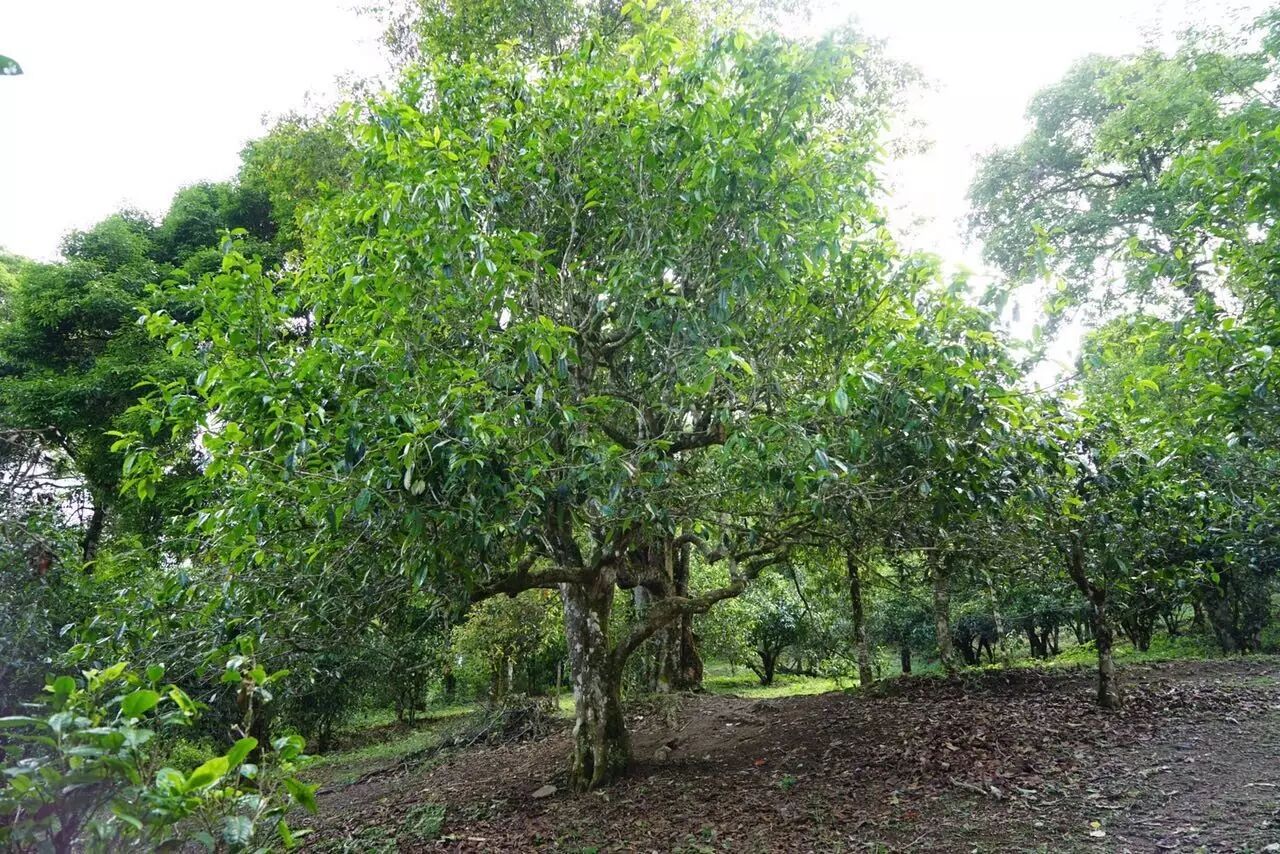 这样的一堂古树茶课,价值绝对不止998