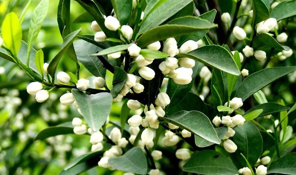 桔生淮南则为桔,生于淮北则为枳_朱砂桔和四季桔的区别_桔红色