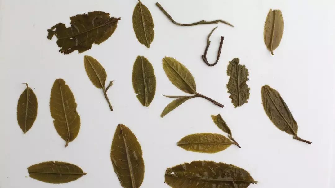 横扫街边茶叶店丨普洱茶品评词汇宝典|广西优质茶叶交流组