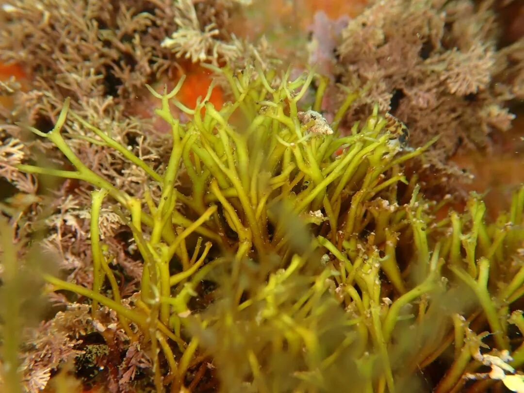 刺松藻绳藻褐舌藻江蓠海蒿子经过短暂的水面适应后,下潜!