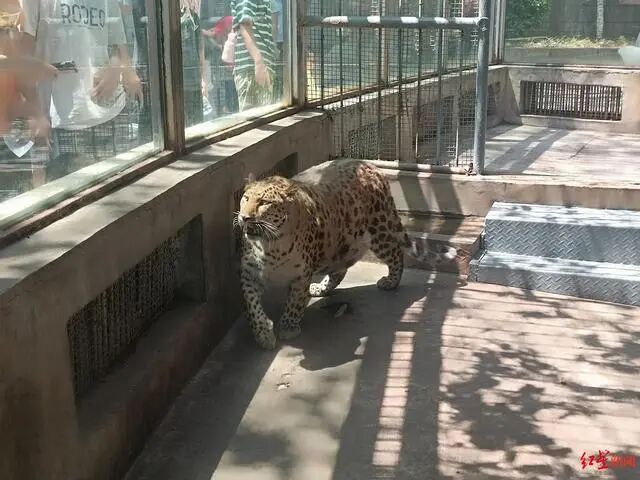 一动物园被调侃为“全国模范养猪基地”，园方回应