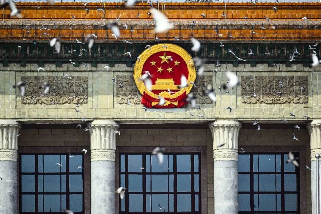 和平鸽征自北京鸽友
