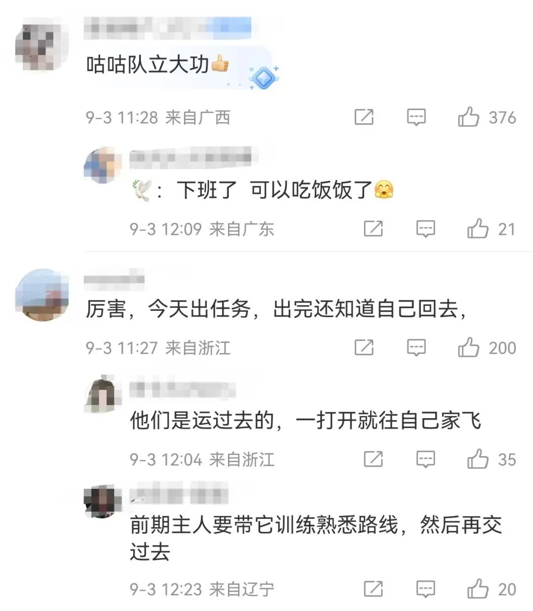 和平鸽征自北京鸽友