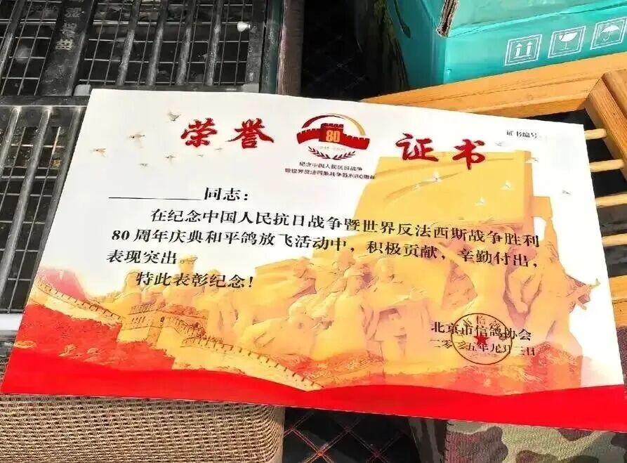 和平鸽征自北京鸽友