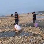 广东一沙滩现大量生蚝，有人捡了一两百斤，渔业部门：建议别吃