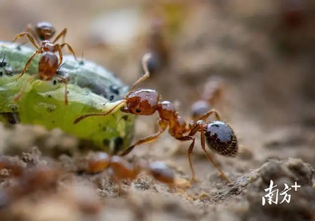 提醒被咬一口可致命公园球场草地林地都可能遇到广东红火蚁怎么防