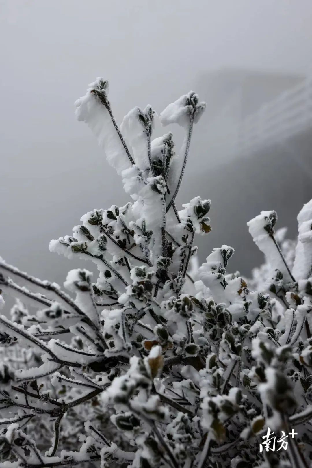 广东下雪2022图片