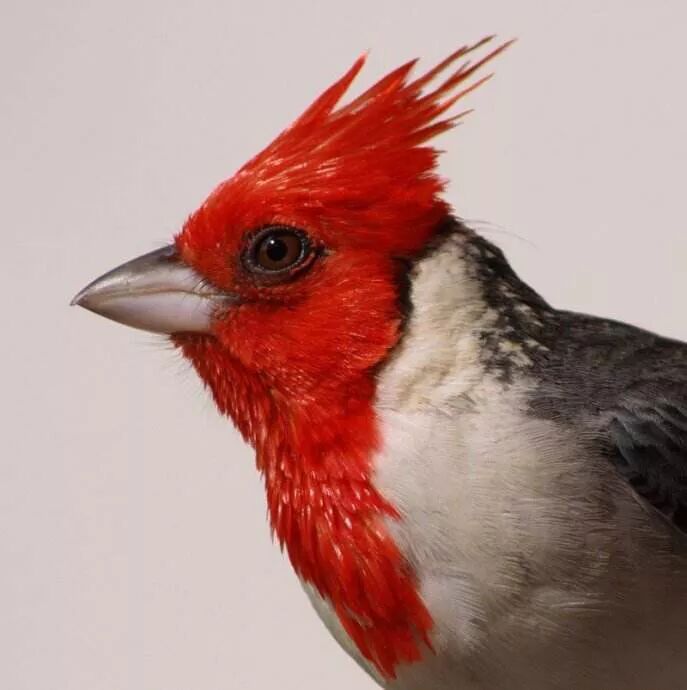 北美红雀 Cardinal Carina英语词汇 微信公众号文章阅读 Wemp