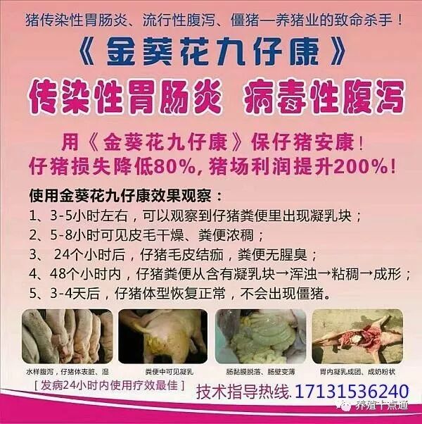 九仔康挽救仔猪损失效果非常好!