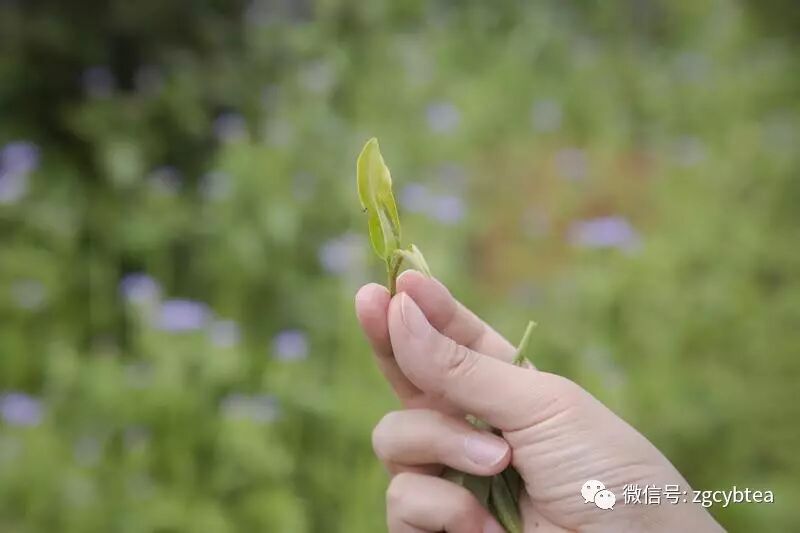 全国2862个县中它毫不起眼,却用牛肉丸和白溪茶氤氲了客家山乡梦