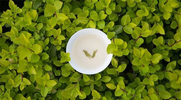 绿茶的种类、知名绿茶以及存储禁忌