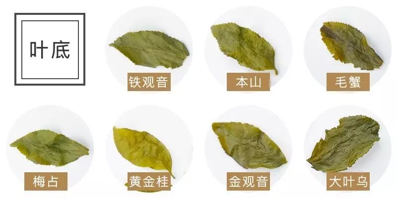 茶博识丨分辨铁观音与色种你只需要学会这五招