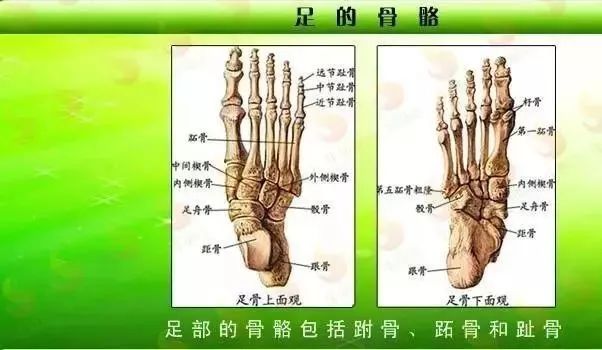 今天带大家聊聊足踝 针刀医学继教部 微信公众号文章阅读 Wemp