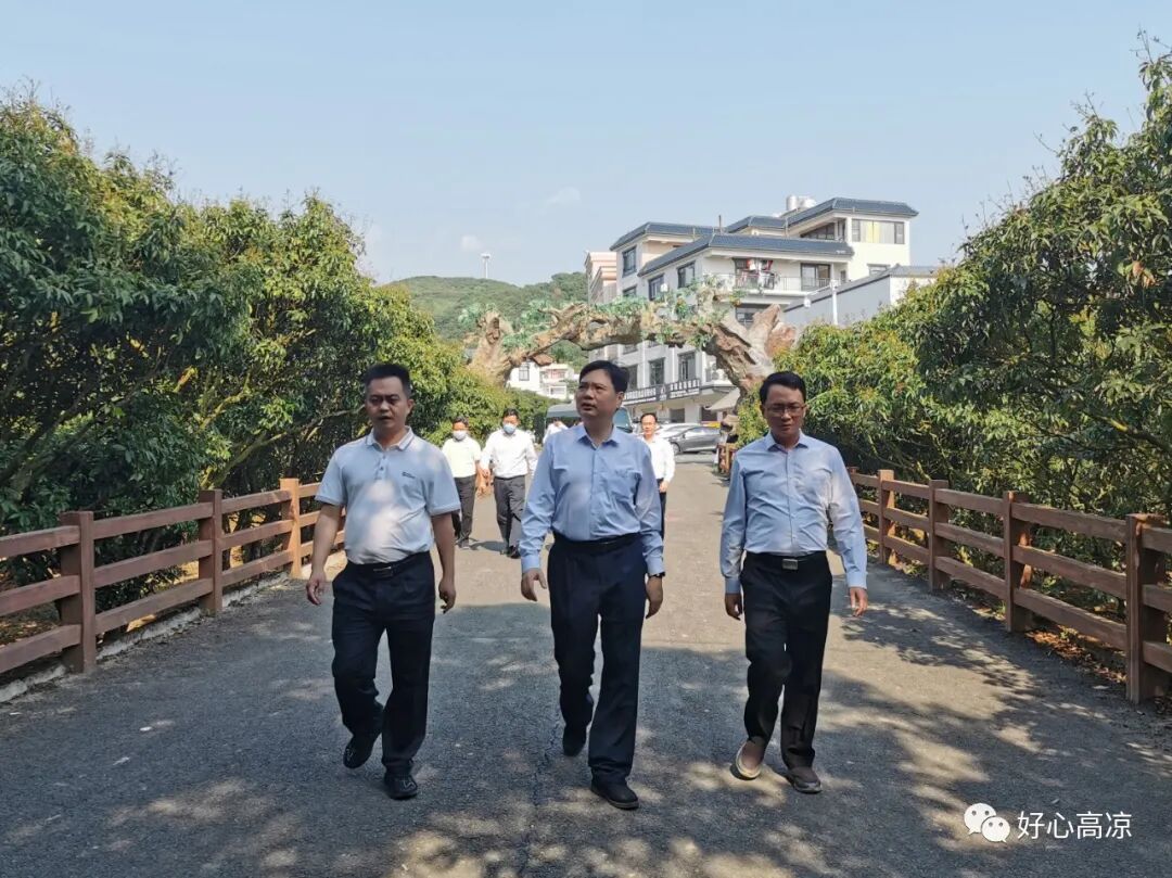 卢巧智调研高州根子镇荔枝产业发展_高州市人民政府公众网