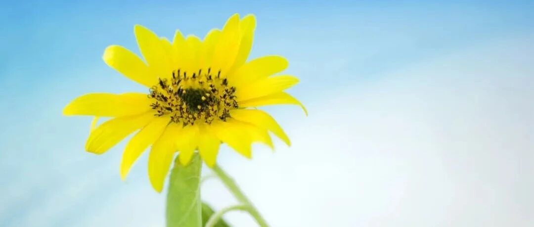 夜读：最高的情商，是坦诚