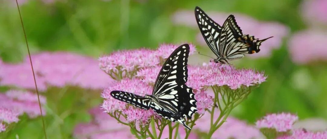 夜读：乐见别人的好，是一种善良