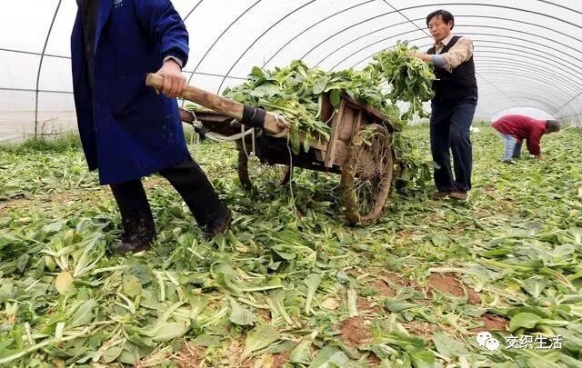 今年致富无本创业项目_致富经创业项目种植业_今年致富零元的创业项目