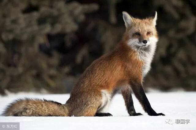 民间故事 人狐斗 聊国学 微信公众号文章阅读 Wemp