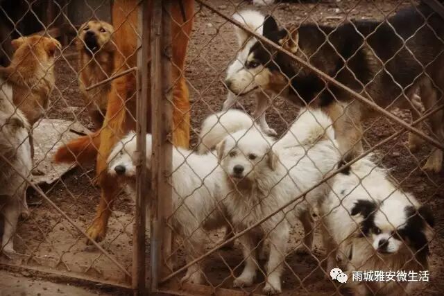 【雅安人的一天】他们与流浪猫狗的不舍情缘!