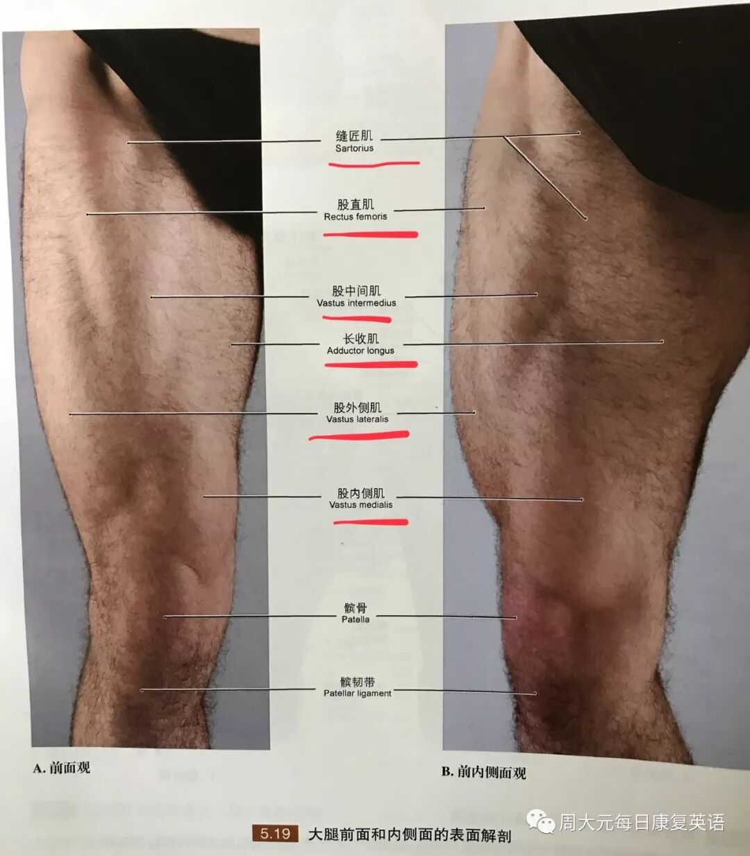 每日康复英语词汇 股四头肌quads 倒数第977期 周大元每日康复英语 微信公众号文章阅读 Wemp