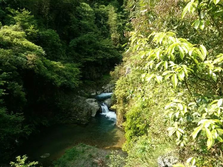 翠峰耸峙九陇山,白龙跃下碧玉潭.新叶斑斓花烂漫,丹青水墨映江南.