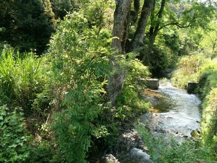 翠峰耸峙九陇山,白龙跃下碧玉潭.新叶斑斓花烂漫,丹青水墨映江南.