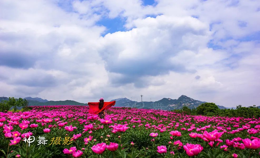 接下来的随州,还有什么看的?随州春季赏花,神农牡丹谷,炎帝故里,映山红,玫瑰主题公园