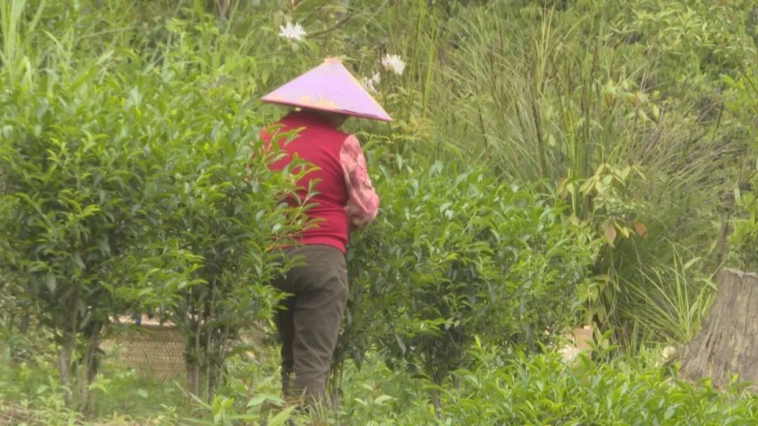 茶叶种植_茶叶种植管理技术和施肥方法_茶叶种植地区