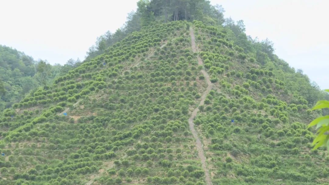 茶叶种植地区_茶叶种植管理技术和施肥方法_茶叶种植