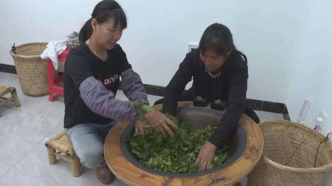 茶叶种植_茶叶种植地区_茶叶种植管理技术和施肥方法